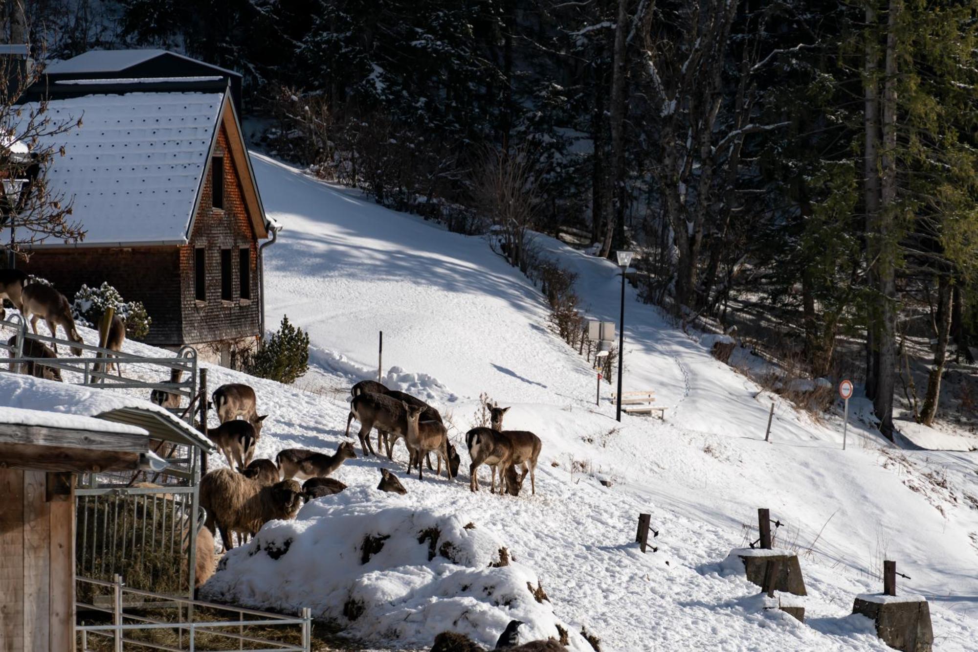 Peterhof Chalets Batschuns Buitenkant foto
